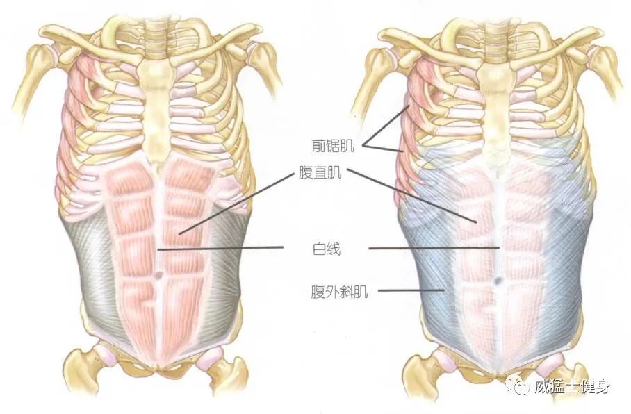 健身房虐腹_健身房虐腹动作训练_虐腹训练